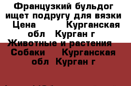 Французкий бульдог ищет подругу для вязки › Цена ­ 500 - Курганская обл., Курган г. Животные и растения » Собаки   . Курганская обл.,Курган г.